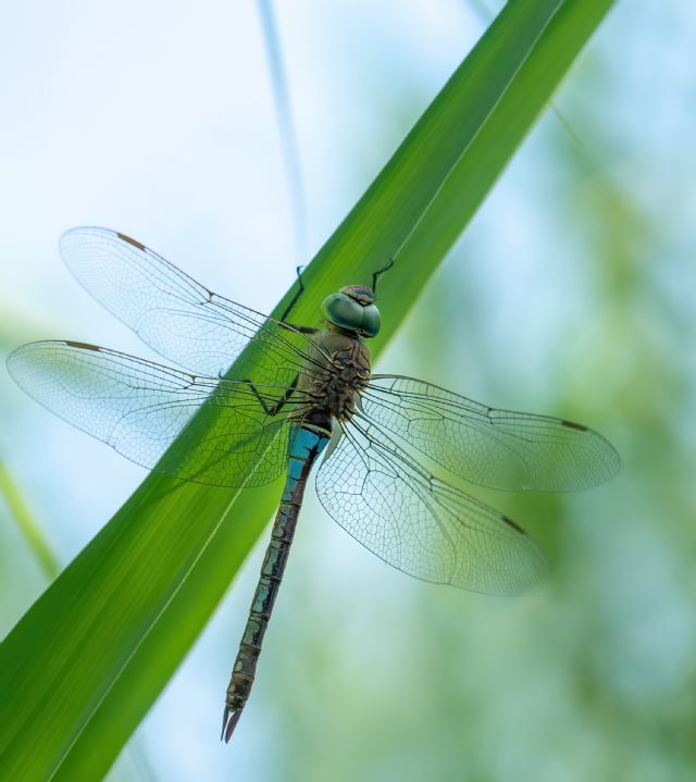 Anax imperator? no, A. parthenope